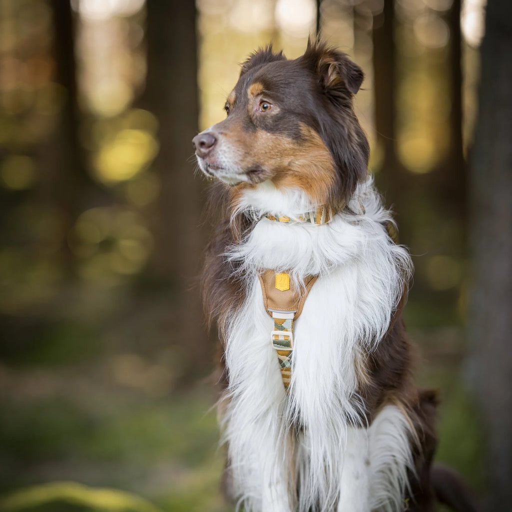 Шлея для собак Cloudbeam Woolly Wolf