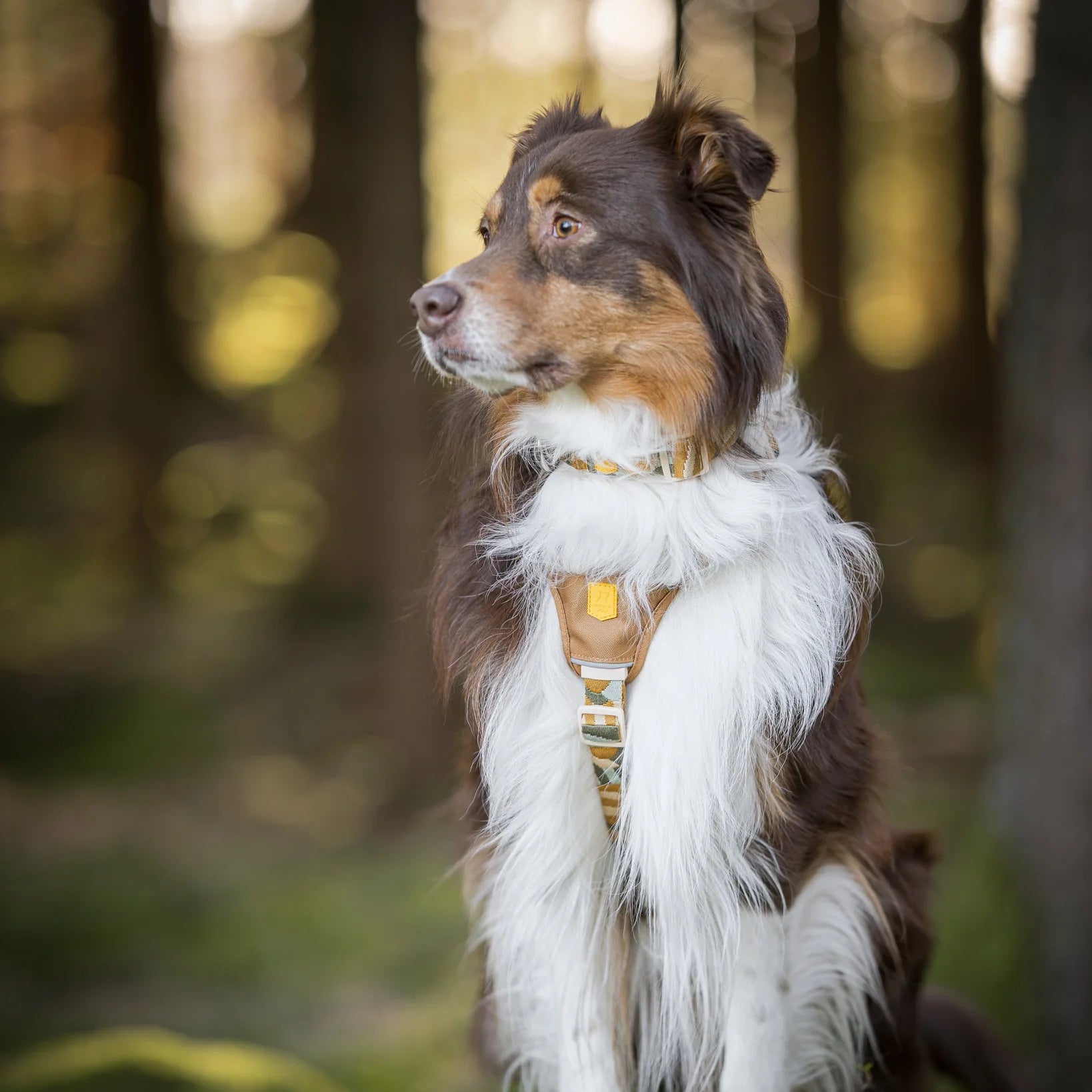 Шлея для собак Cloudbeam Woolly Wolf