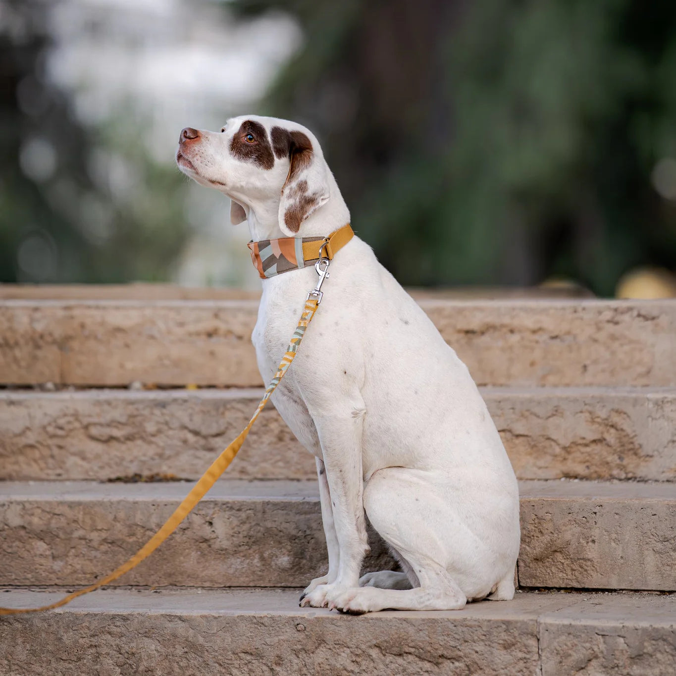 Нашийник Cloudbeam Soft Martingale Collar Woolly Wolf