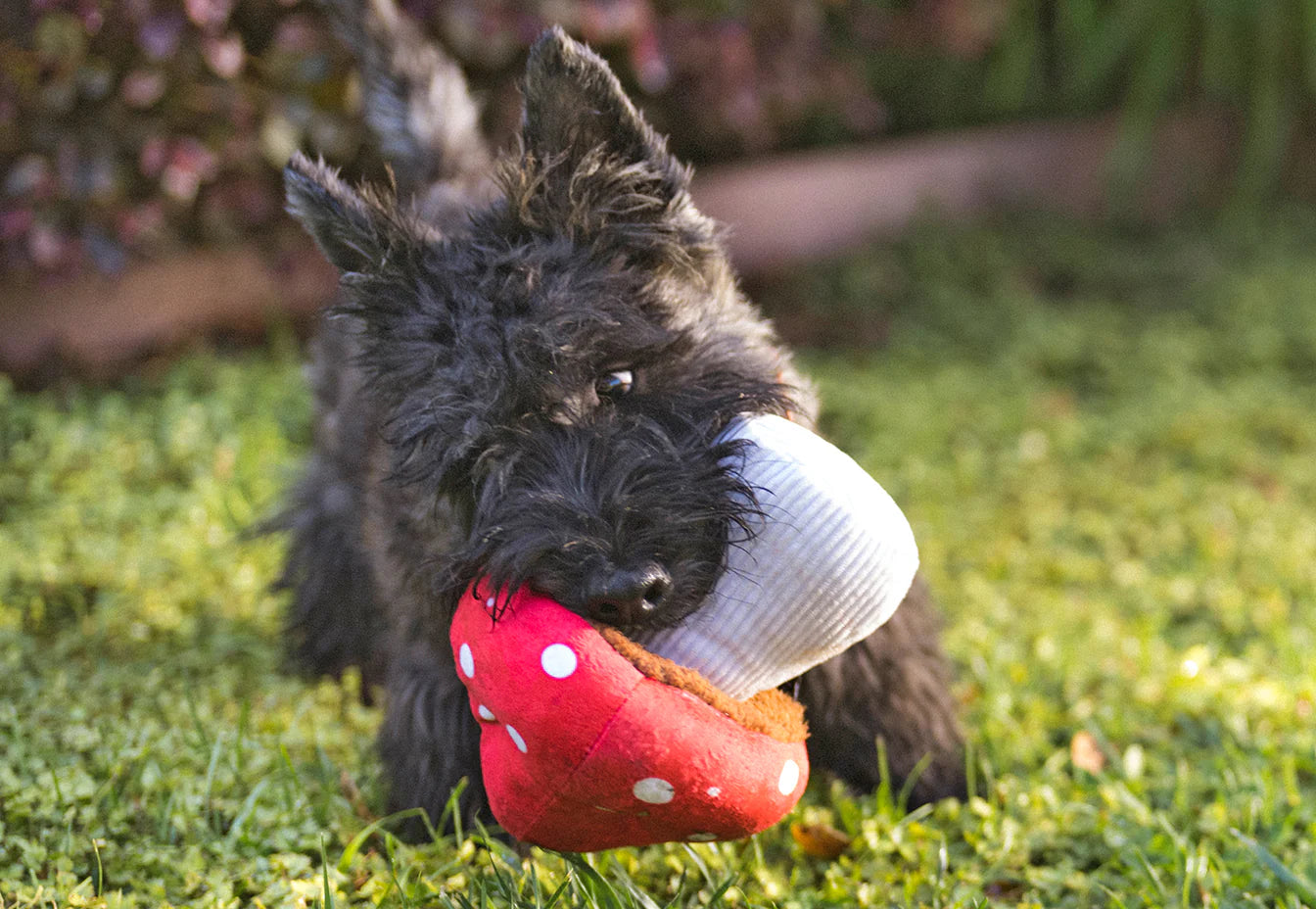 Іграшка Blooming Buddies Mutt's Mushroom