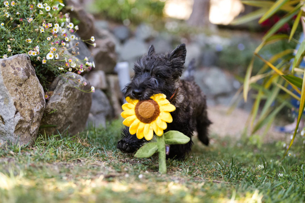 Іграшка Blooming Buddies Sassy Sunflower