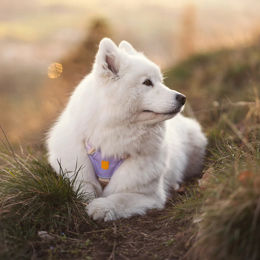 Шлея для собак Sunshower Woolly Wolf