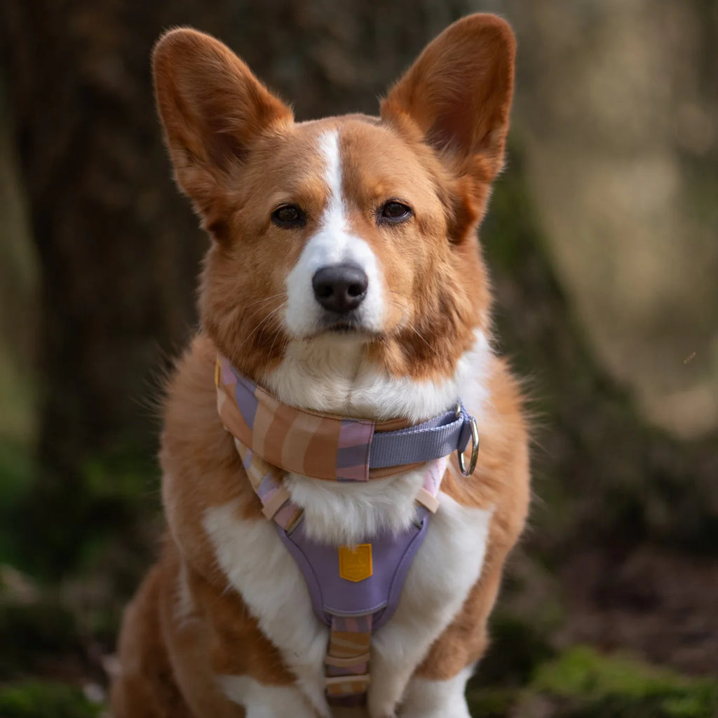 Нашийник Martingale Sunshower Woolly Wolf