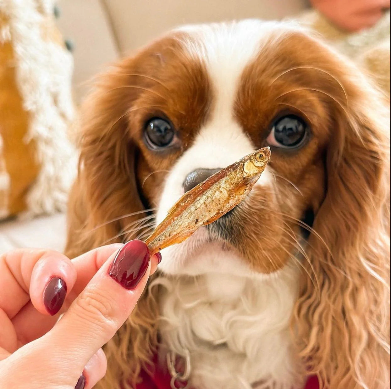 Натуральні сушені рибки Gone Fishing Cooka's Cookies 90 г