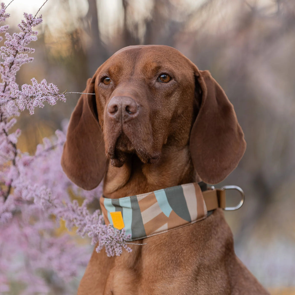 Нашийник Cloudbeam Soft Martingale Collar Woolly Wolf