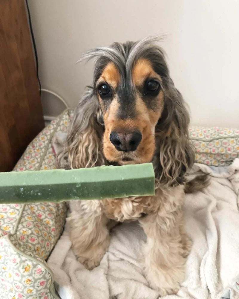 Веганські смаколики з брокколі та спіруліною Dental Fruity Fresh Fang W'ZIS