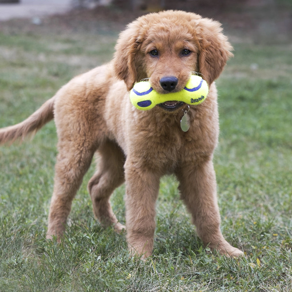 Іграшка для собак AirDog Squeaker Dumbbell KONG