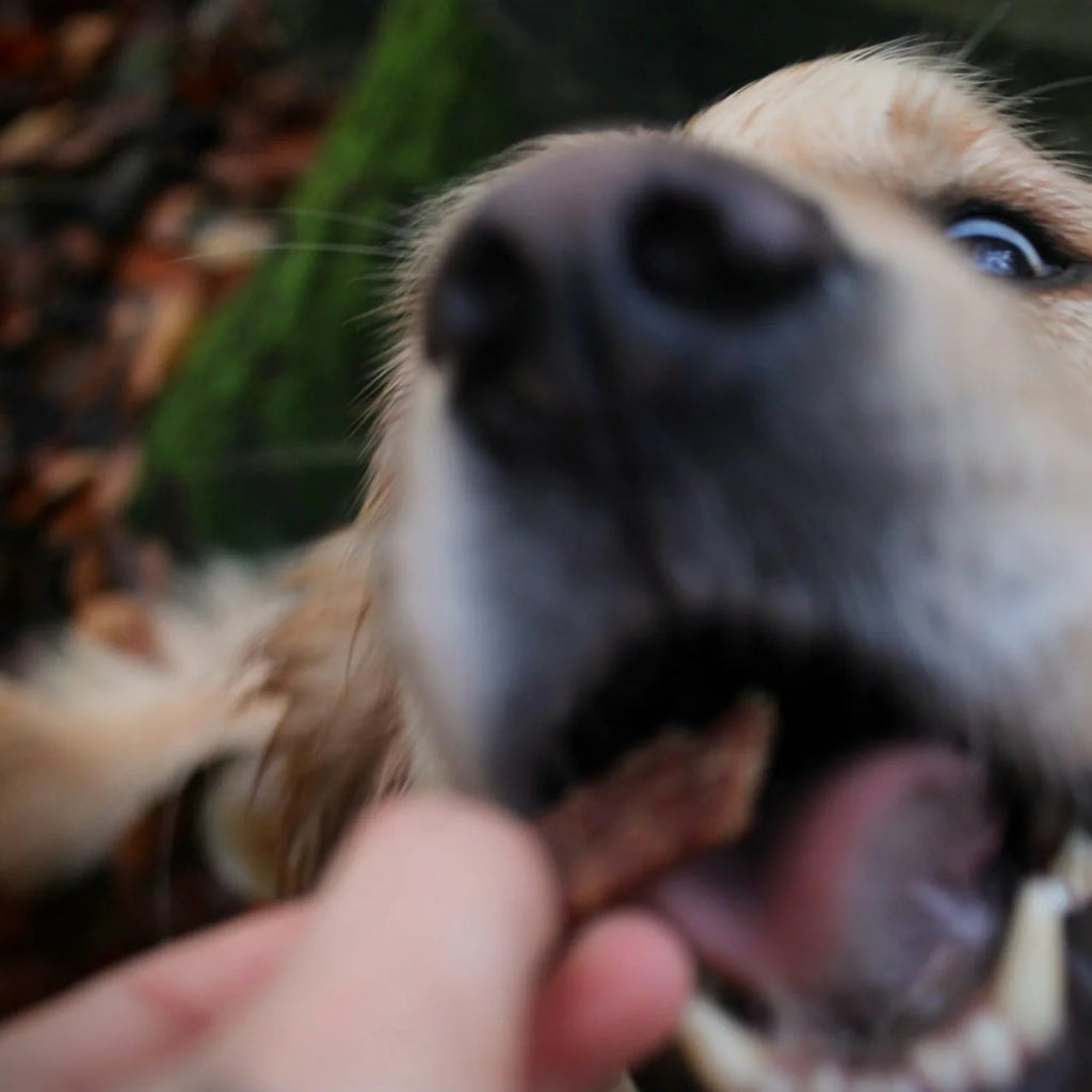 100% курочка Treats Pala 100 г