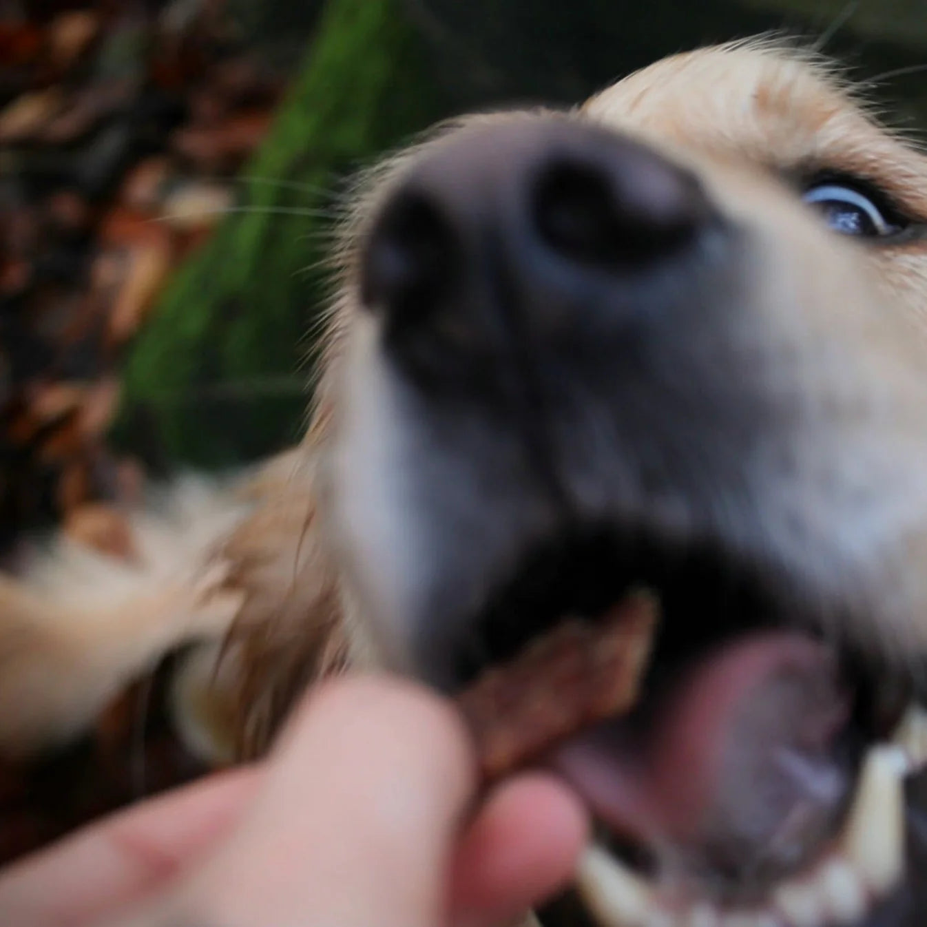 100% курочка Treats Pala 100 г