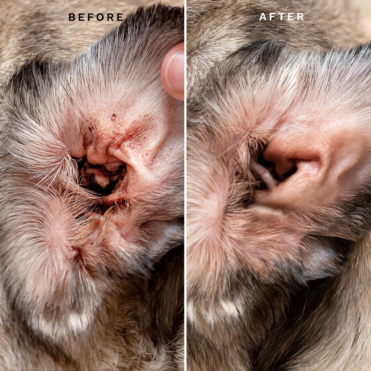 Серветки для очищення вушок Fresh Ear Cleaning Wipes Eye Envy 60шт