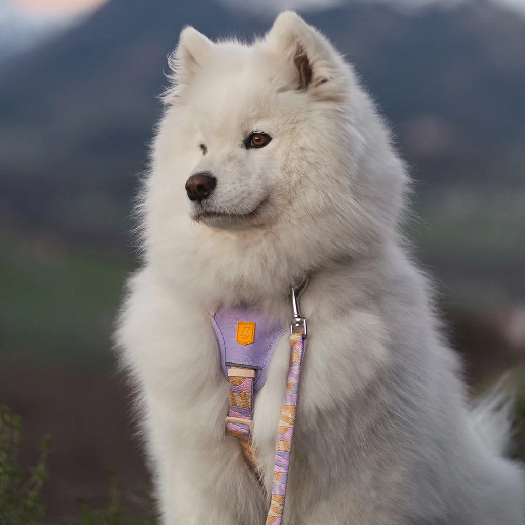 Шлея для собак Sunshower Woolly Wolf