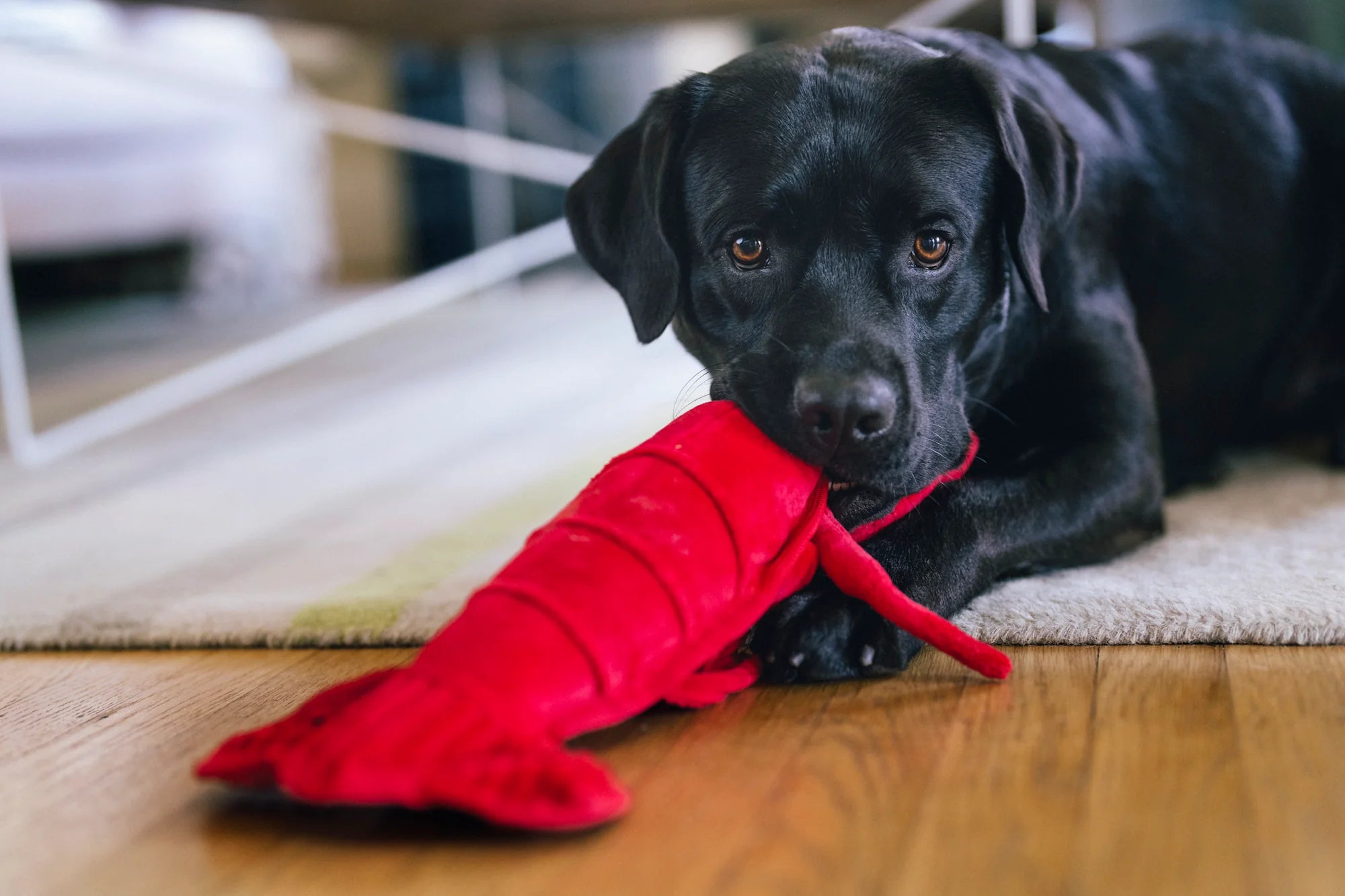 Іграшка Ocean Buddies Lemmy the Lobster