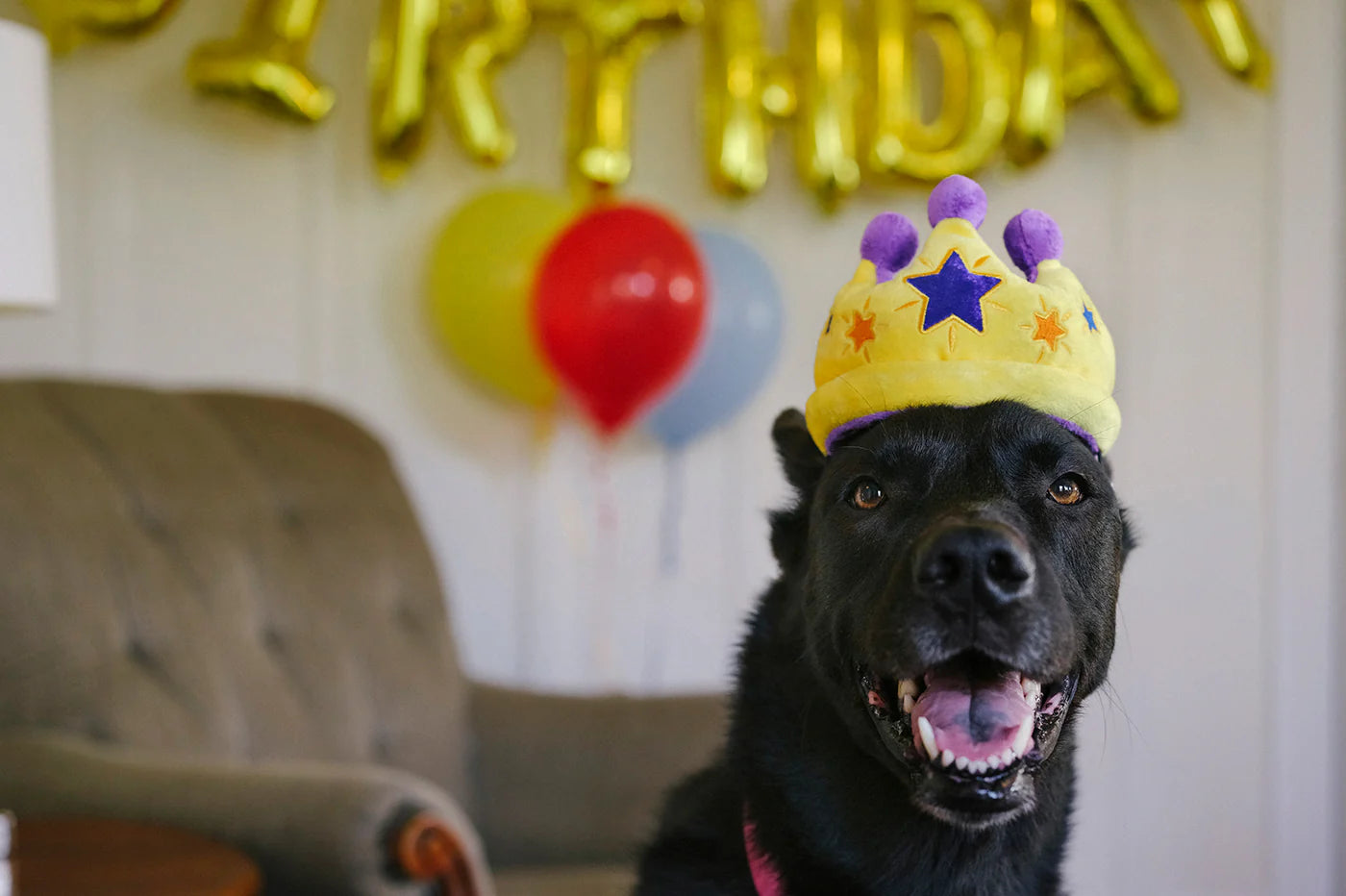 Іграшка Party Time Canine Crown
