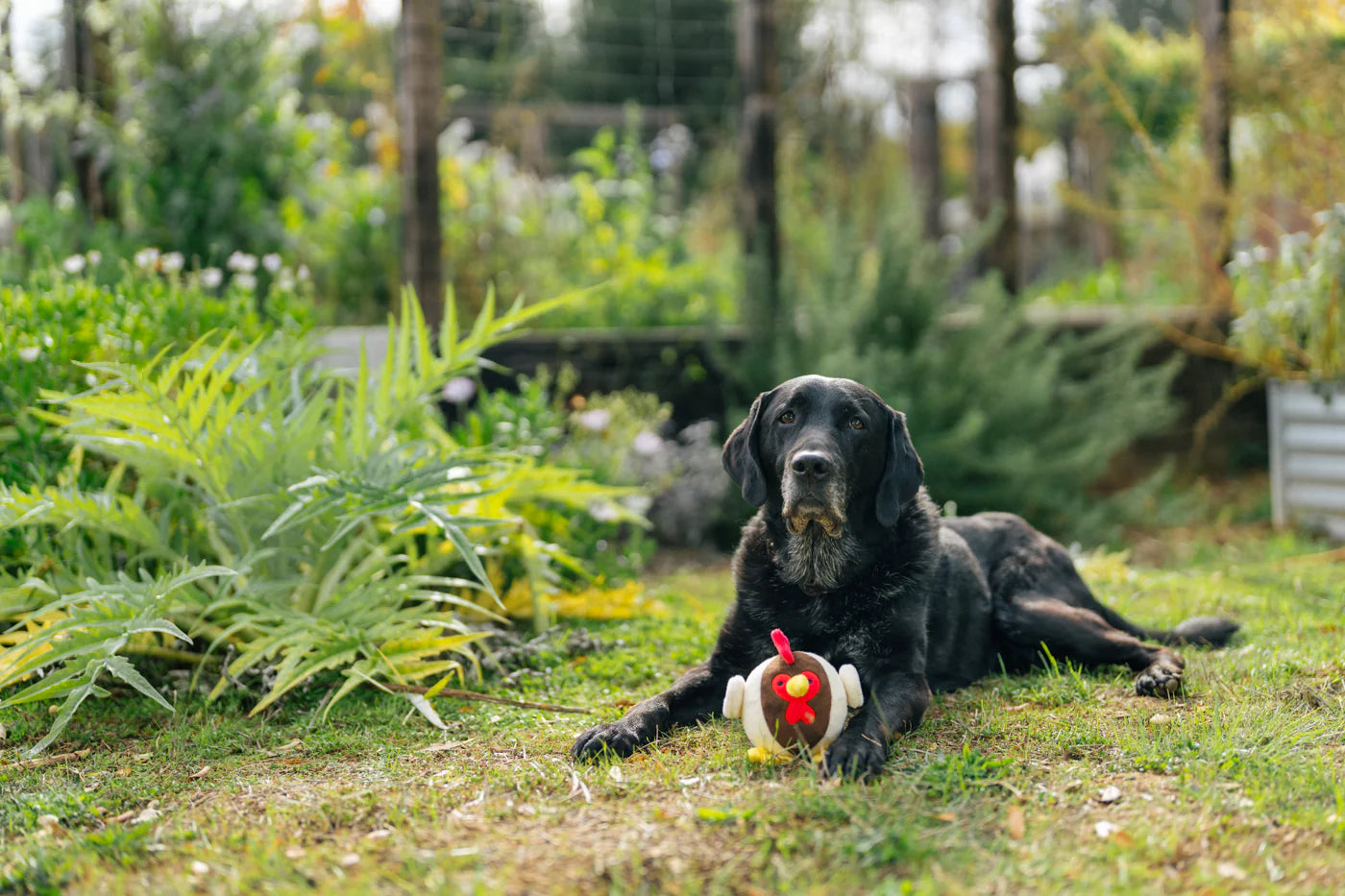 Іграшка Ryan the Rooster Barnyard Buddies