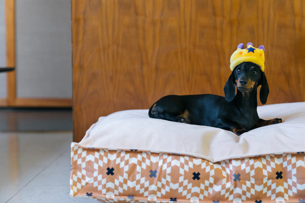 Іграшка Party Time Canine Crown