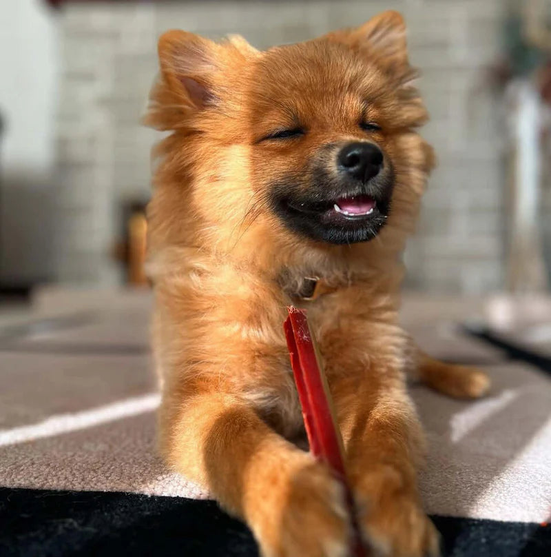 Веганські зубні смаколики з гарбузом та солодкою картоплею Dental Smoky Fang Pouch W'ZIS 6 шт