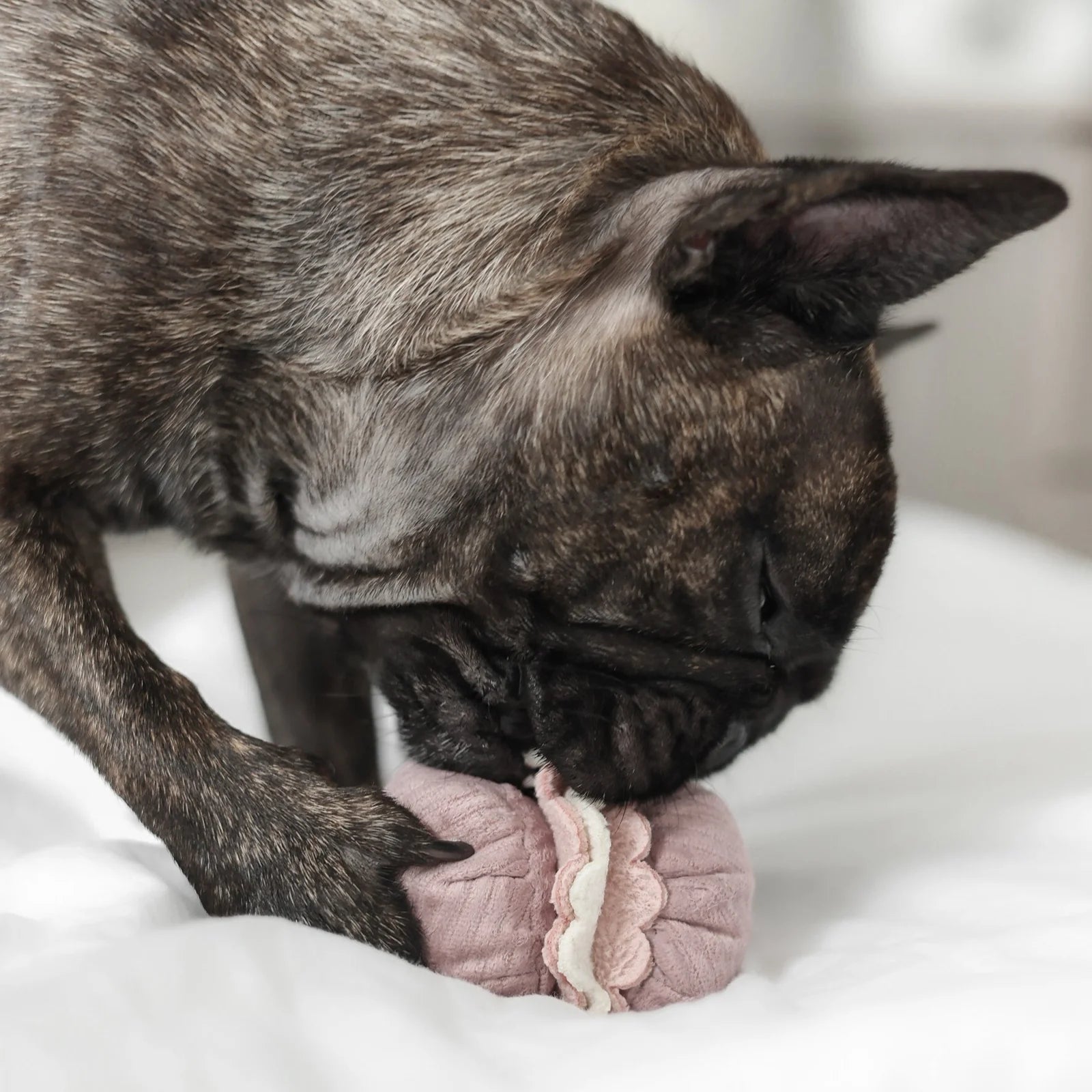 Пошукова іграшка PETITE TWO lambwolf collective