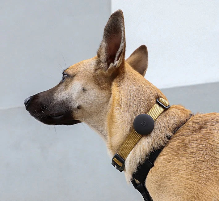 Холдер для AirTag Gotham Zee.Dog