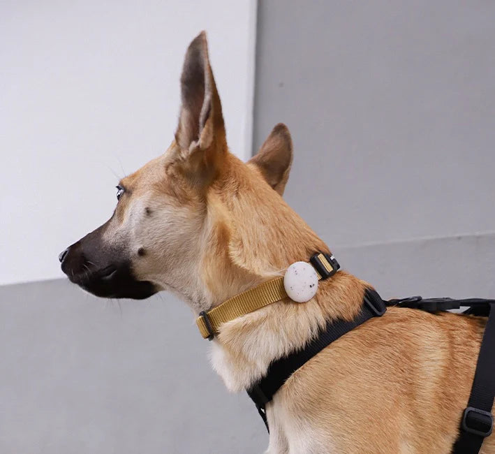 Холдер для AirTag Jelly Zee.Dog